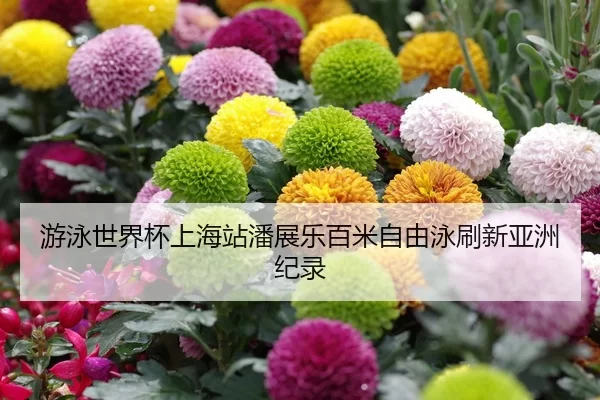 游泳世界杯上海站潘展乐百米自由泳刷新亚洲纪录